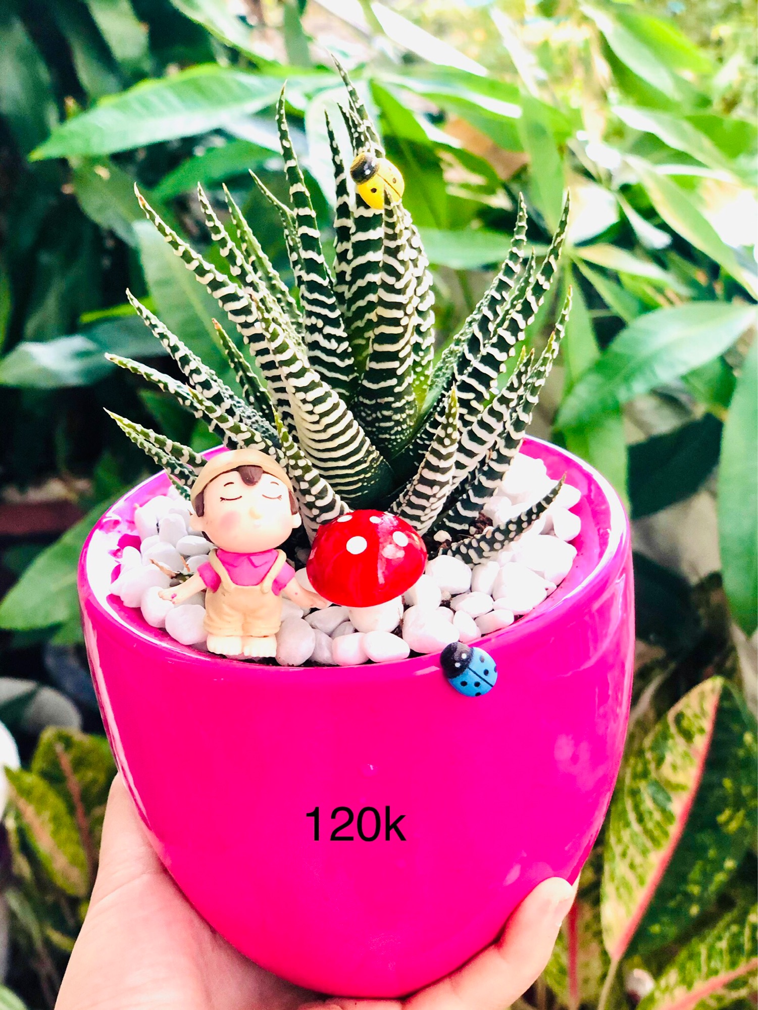 Chậu tiểu cảnh hồng