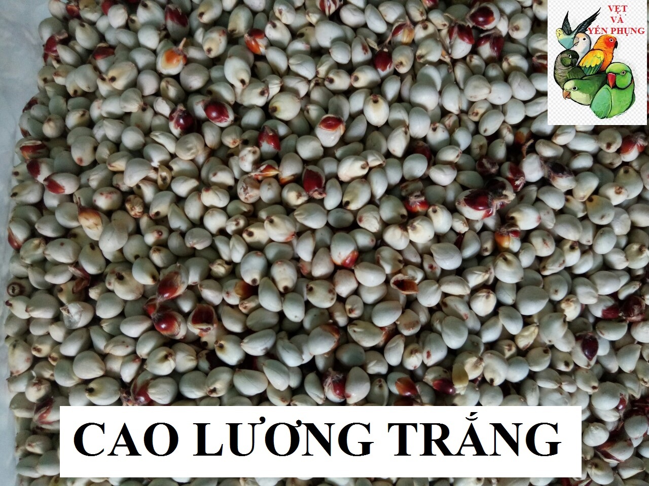 HẠT BOBO TRẮNG (CAO LƯƠNG TRẮNG) CHO CHIM CẢNH, VẸT, HAMSTER.