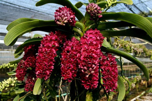 DIVITAL – Phân tan chậm hữu cơ ĐỨC