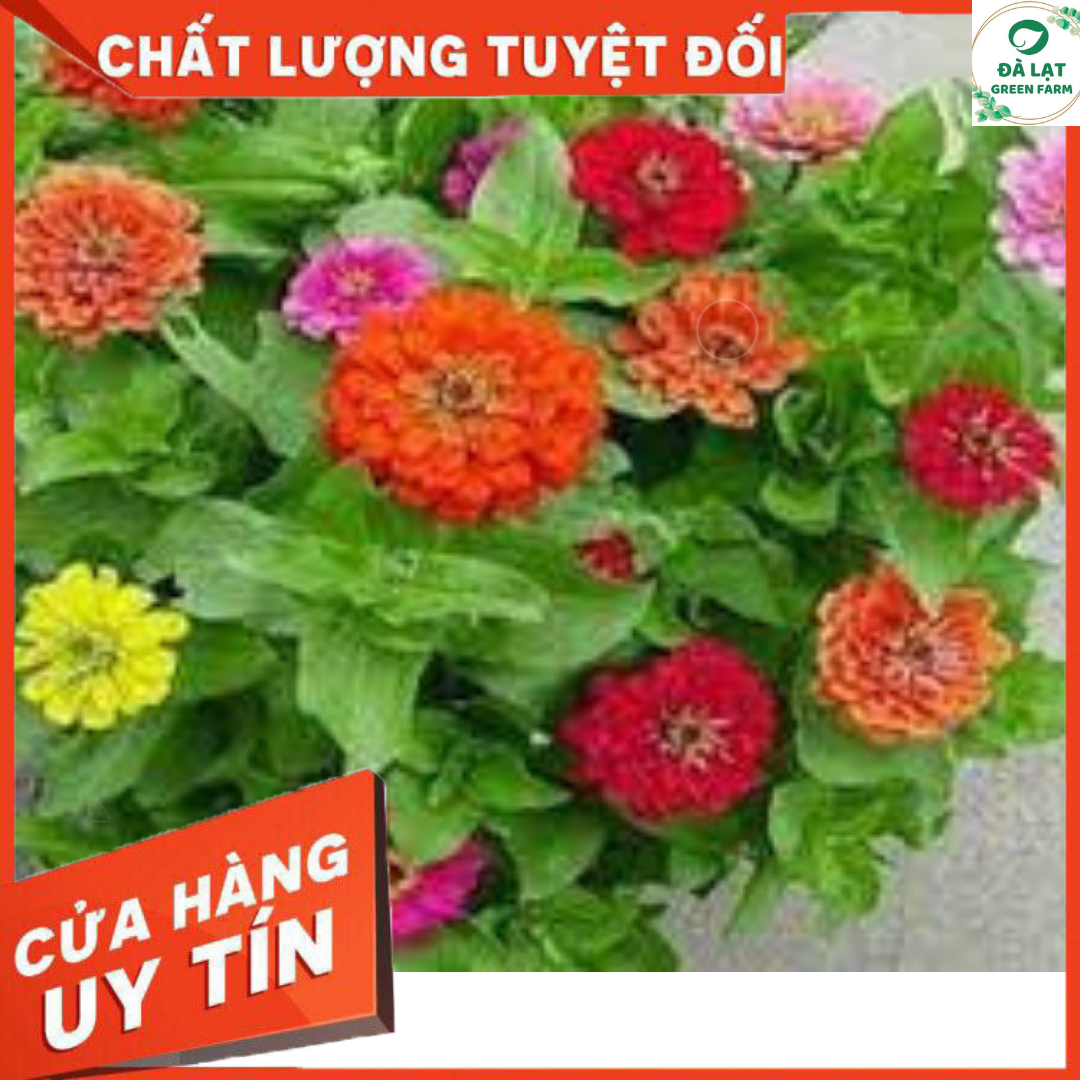 50H - HẠT GIỐNG HOA CÚC LÁ NHÁM