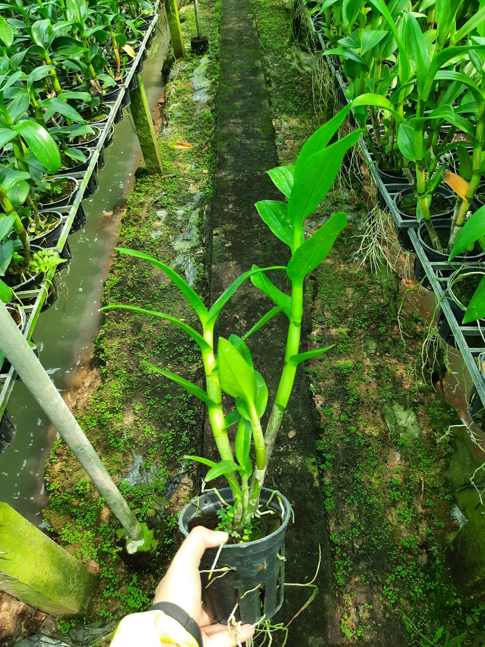 Denro Nắng 4N