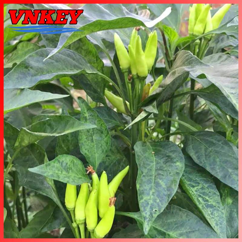 Hạt Giống Ớt Xiêm Cay Thơm