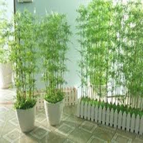 BỤI TRÚC QUÂN TỬ