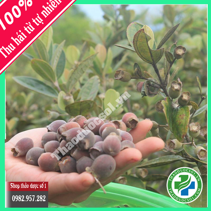 quả sim rừng khô 1kg