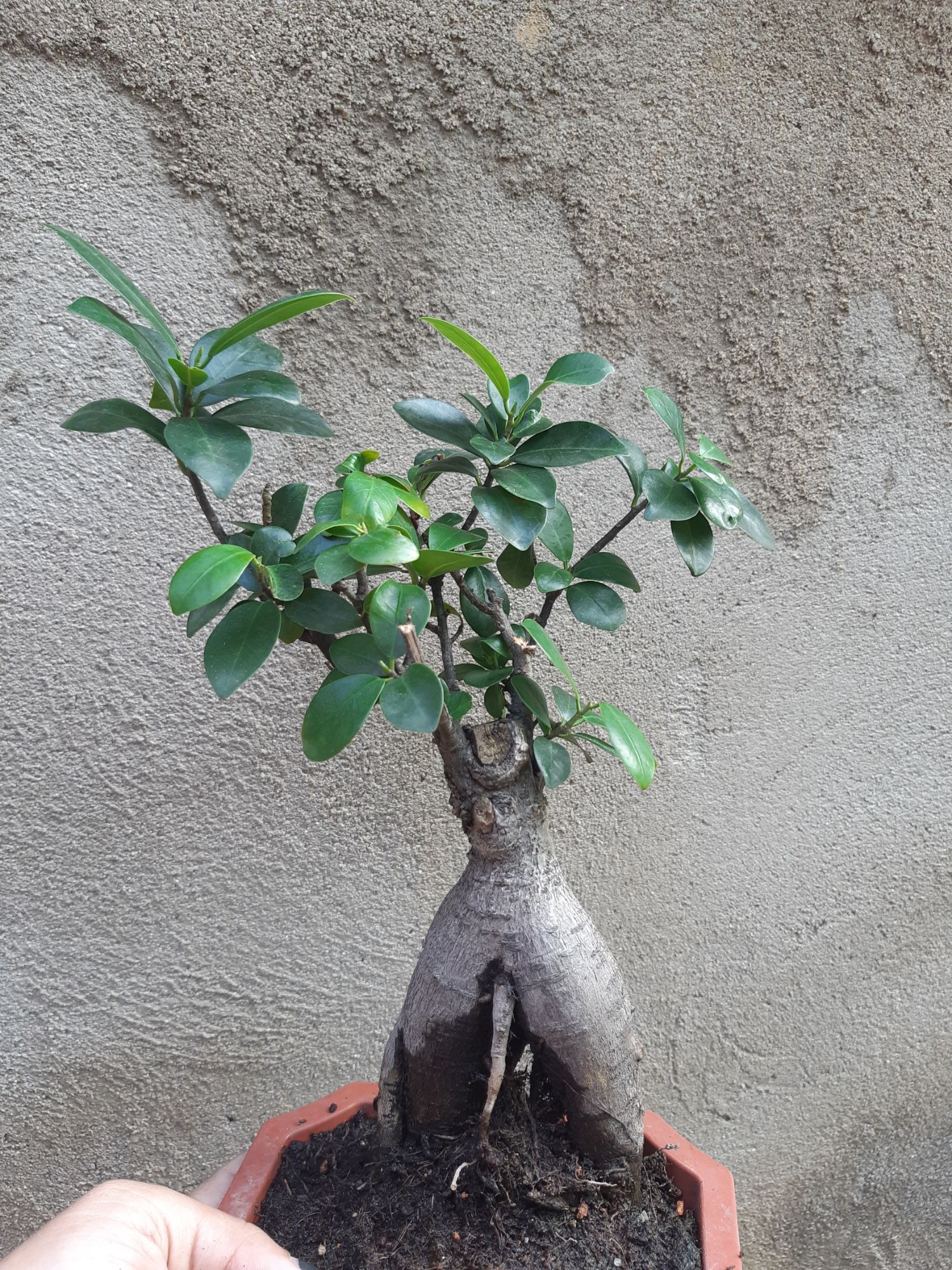 cây si nhật bonsai
