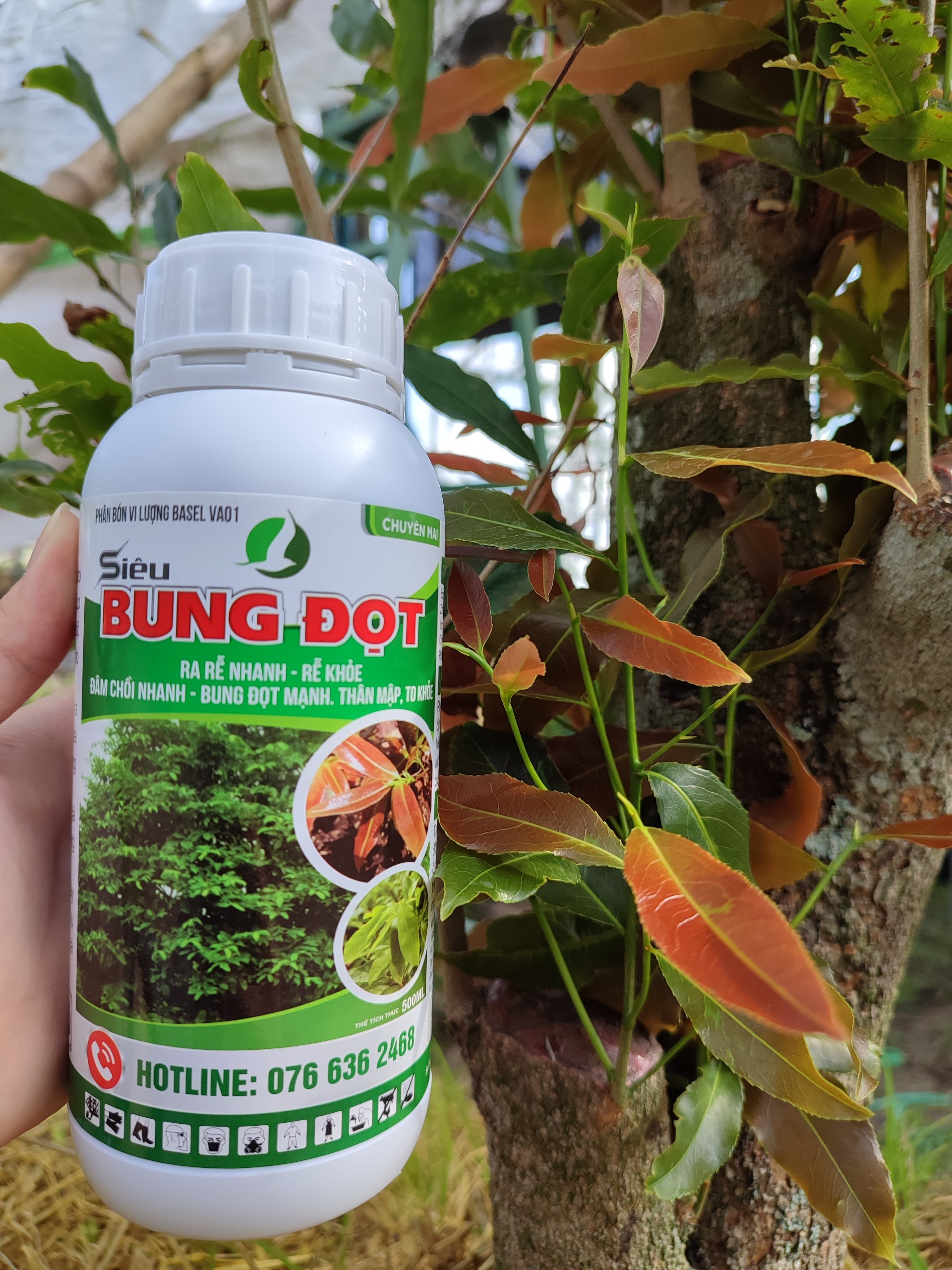 RA RỄ BUNG ĐỌT MAI VÀNG (siêu bung đọt chai 500ml)