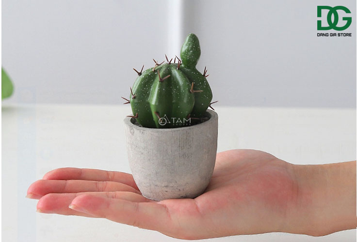 Chậu xương rồng để bàn mini số 73
