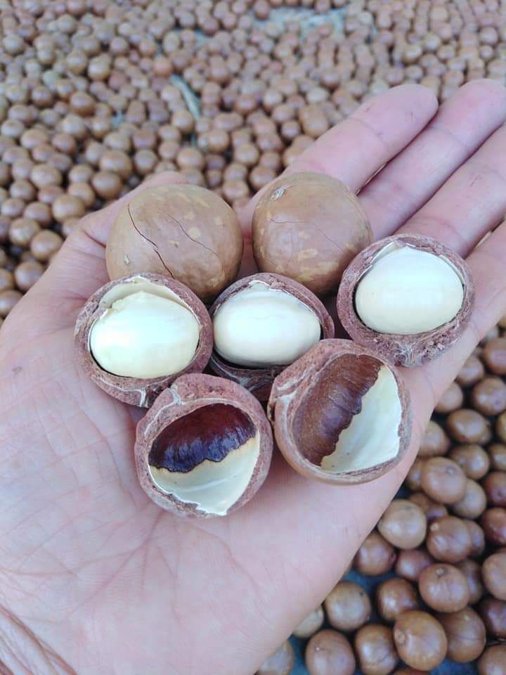 Macca Rang Củi