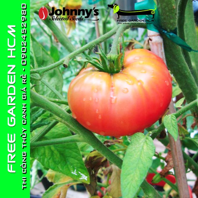 COMBO 50 HẠT GIỐNG CÀ CHUA BRANDYWINE - Johnny’s Seed – Mỹ