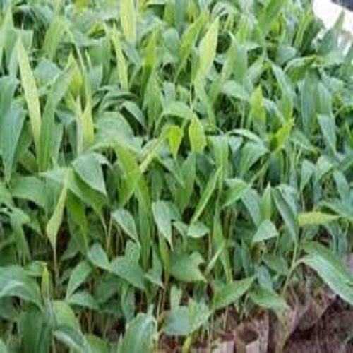 Cây giống chuối tây đỏ dacca