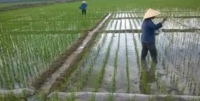[HCM]Máy xạ lúa thẳng hàng kéo tay 6 trống L6 (Bề rộng làm việc 2.2m)