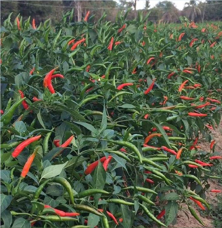 Túi 30 Hạt giống Ớt chỉ thiên