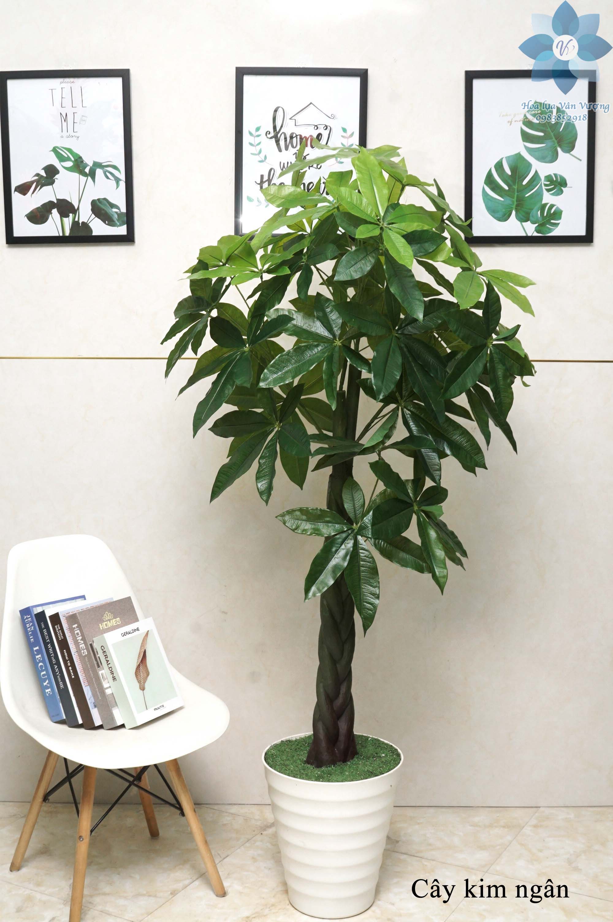 Cây Giả, Cây Kim Ngân Cao 1,5m