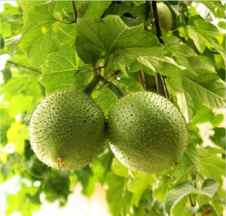 "Gói 10 Hạt " Hạt giống cây gấc cao sản