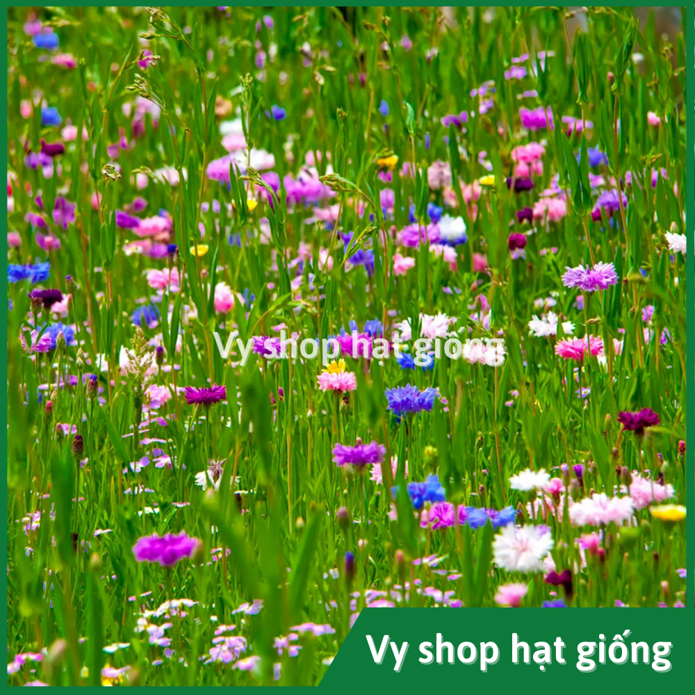 Hạt giống hoa thanh cúc (cúc ngô) - Centaurea Cyanus gói 100 hạt