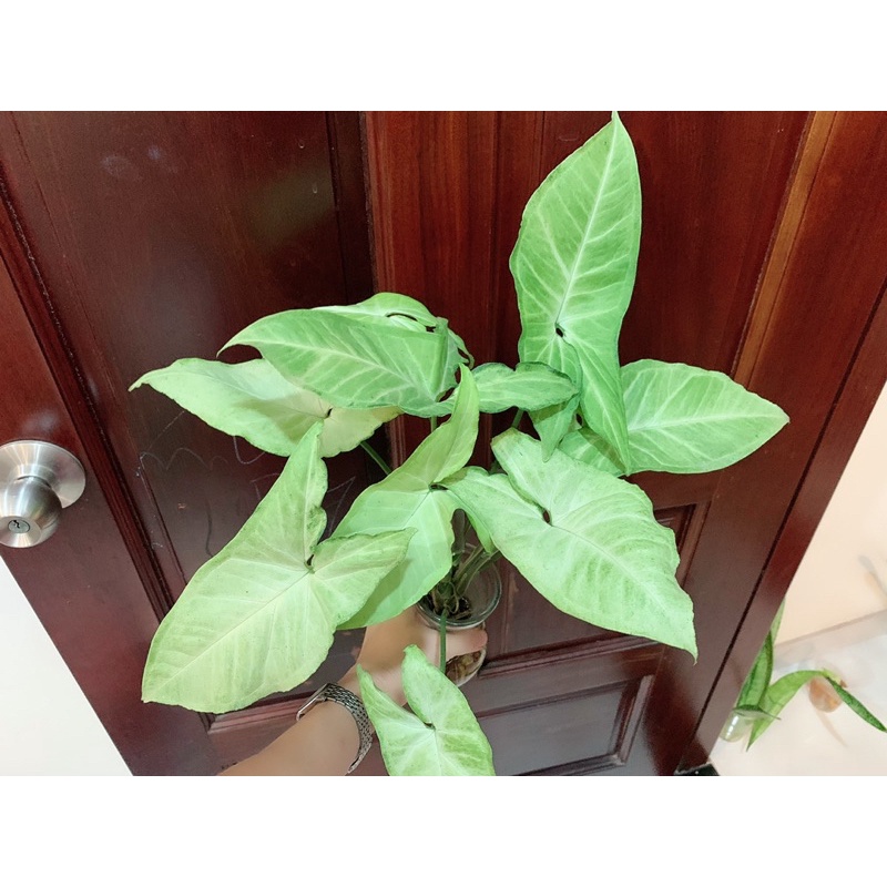 Cây trầu bà trắng / Cây tróc bạc (có thể trồng thuỷ sinh)