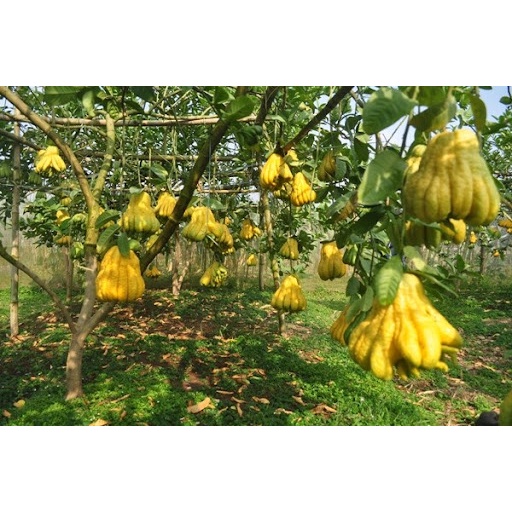 Cây Giống Phật Thủ Ghép Nhanh Cho Trái