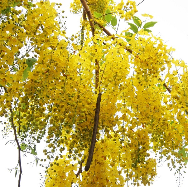 Combo 4 Cây giống muồng hoàng yến ( tặng thêm 1 cây)
