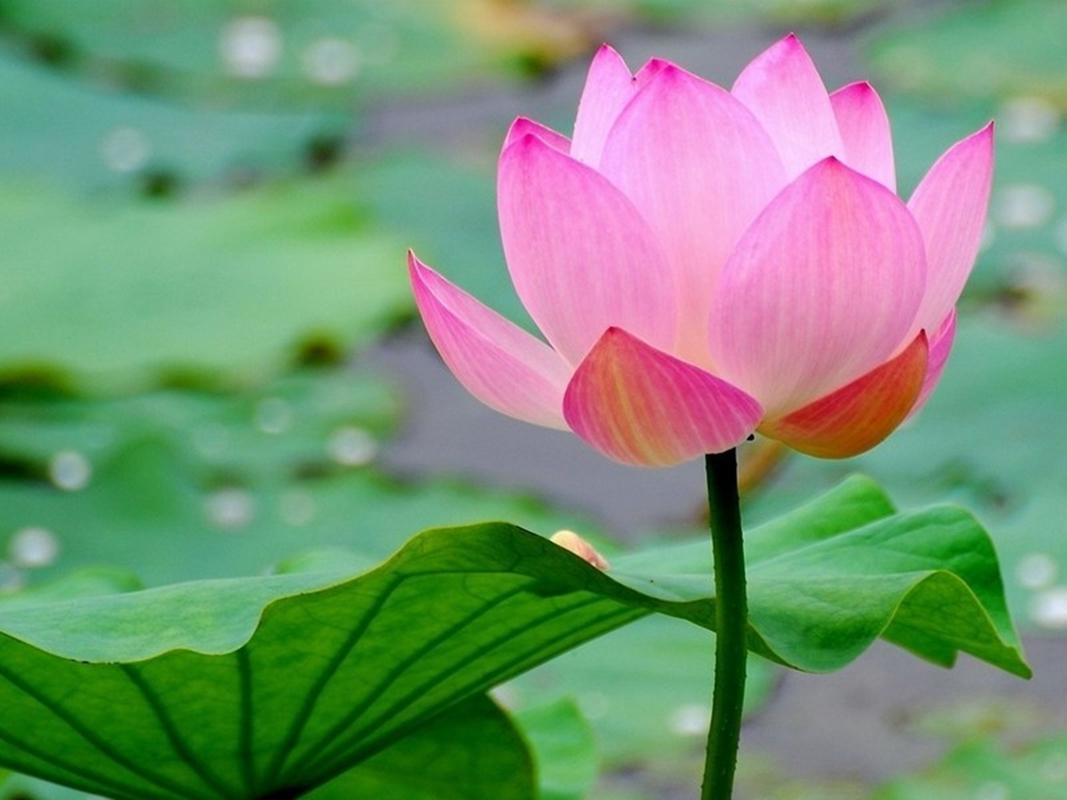8 hạt giống hoa sen ta
