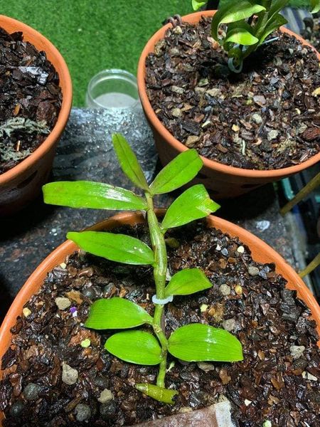 Hoa phong lan phi điệp 5ct phú thọ