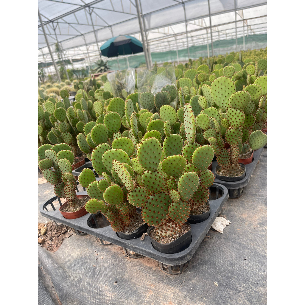 Xương rồng tai chuột Mickey