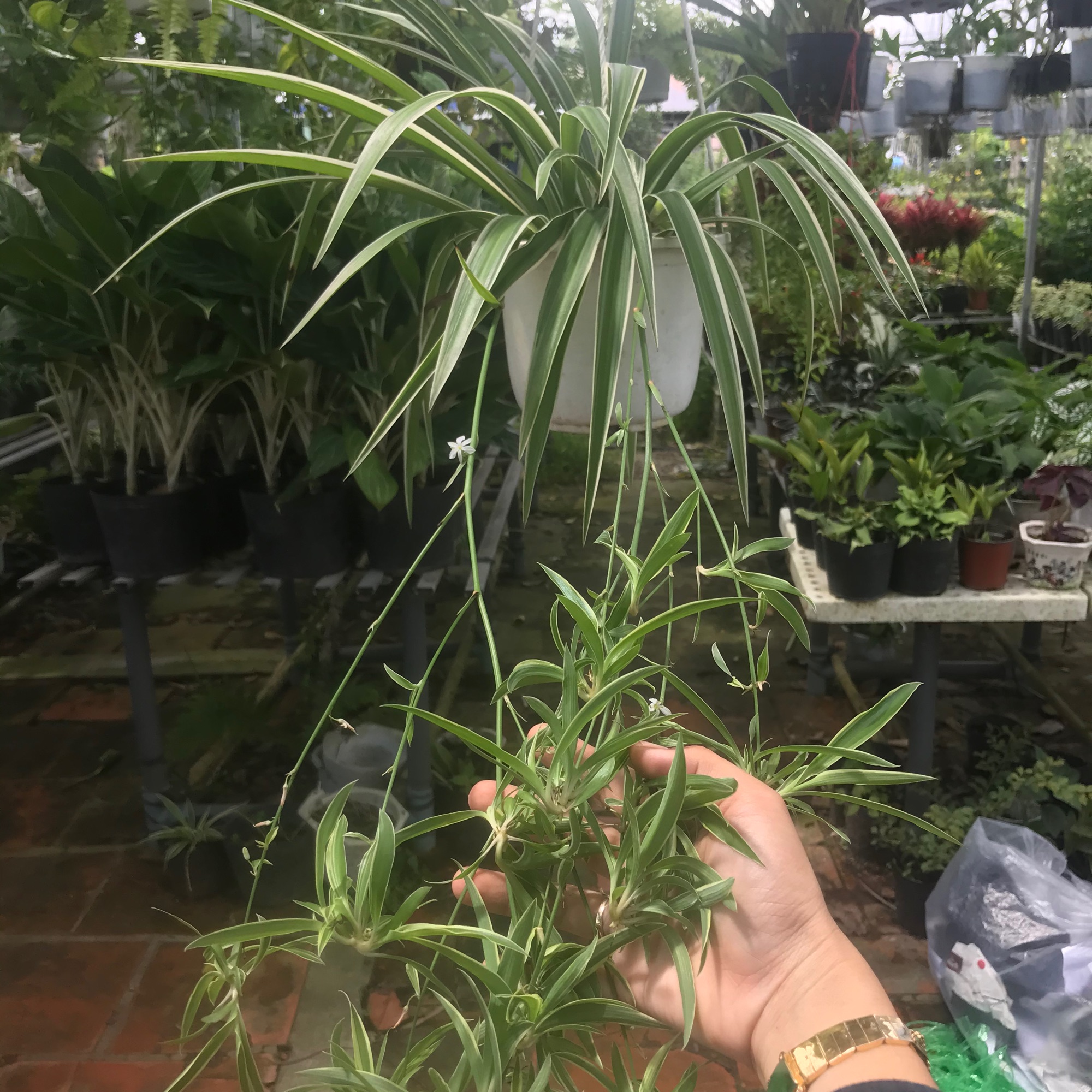 caykiengsadec - Cỏ lan chi chậu treo + tặng phân bón cho cây - hoa kiểng lá - cây phong thủy - trang trí nội thất cảnh quan sân vườn ngoài trời