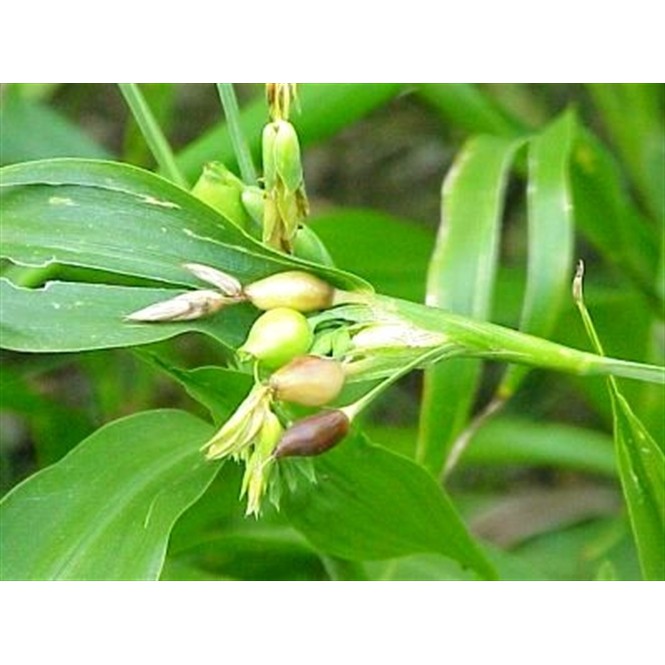 Hạt bobo (ý dĩ) nguyên hạt 200g