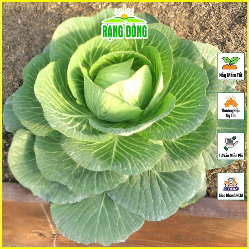 Hạt giống Bắp Cải Lai F1 Bốn Mùa 454 (0,5g~150 hạt) cây phát triển mạnh, trồng quanh năm, dễ chăm sóc - Hạt giống Rạng Đông