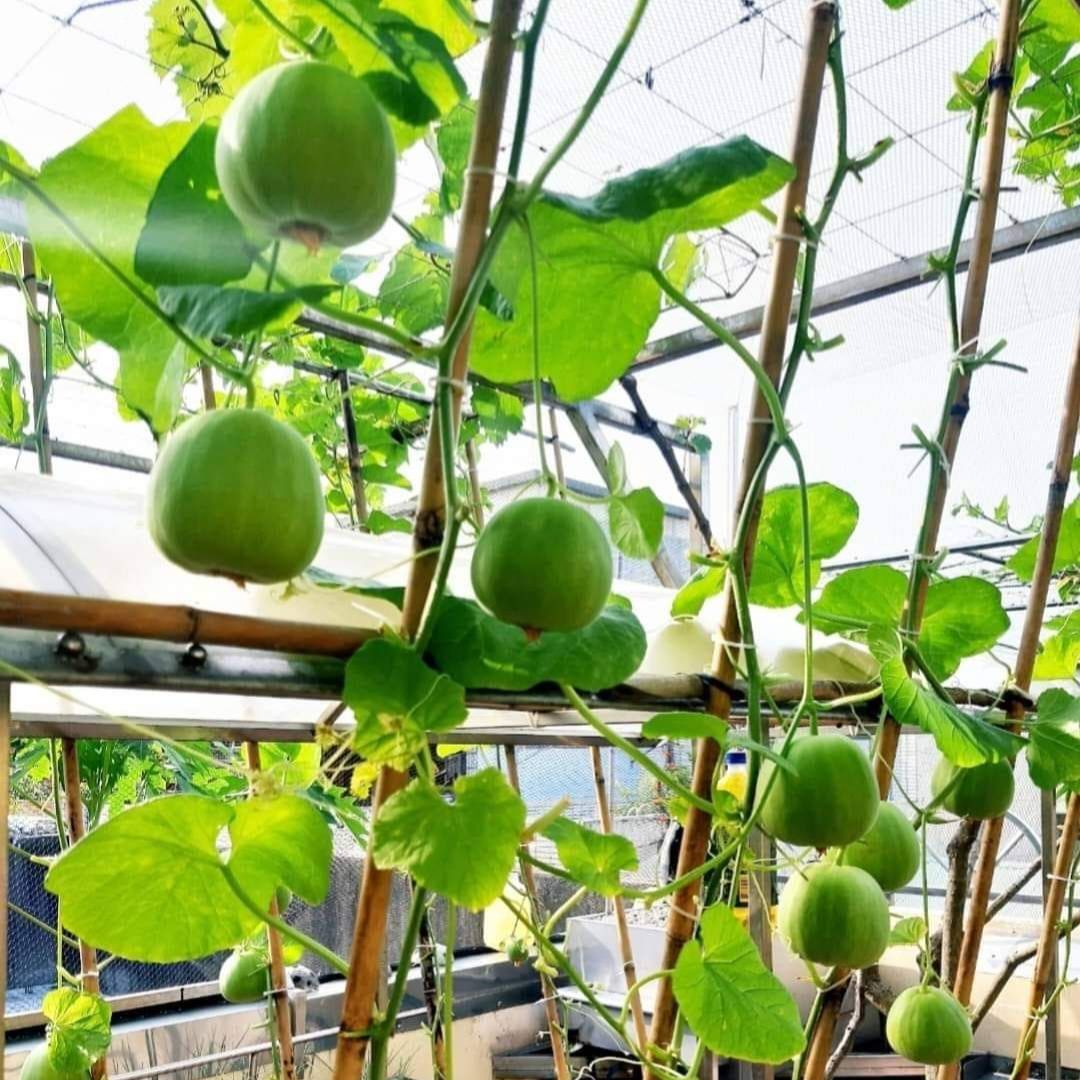 Hạt giống Dưa Lê Popoca (0,5g~35 hạt) trái siêu ngọt, thơm, chắc quả, trồng quanh năm- Hạt giống Rạng Đông