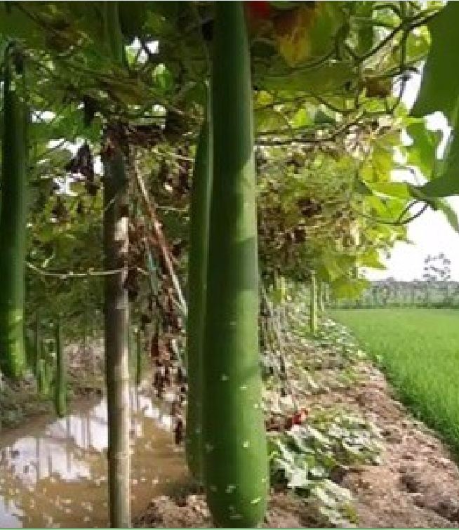 "Gói 10 Hạt " Hạt giống bầu sao trái dài( bầu sao quê )