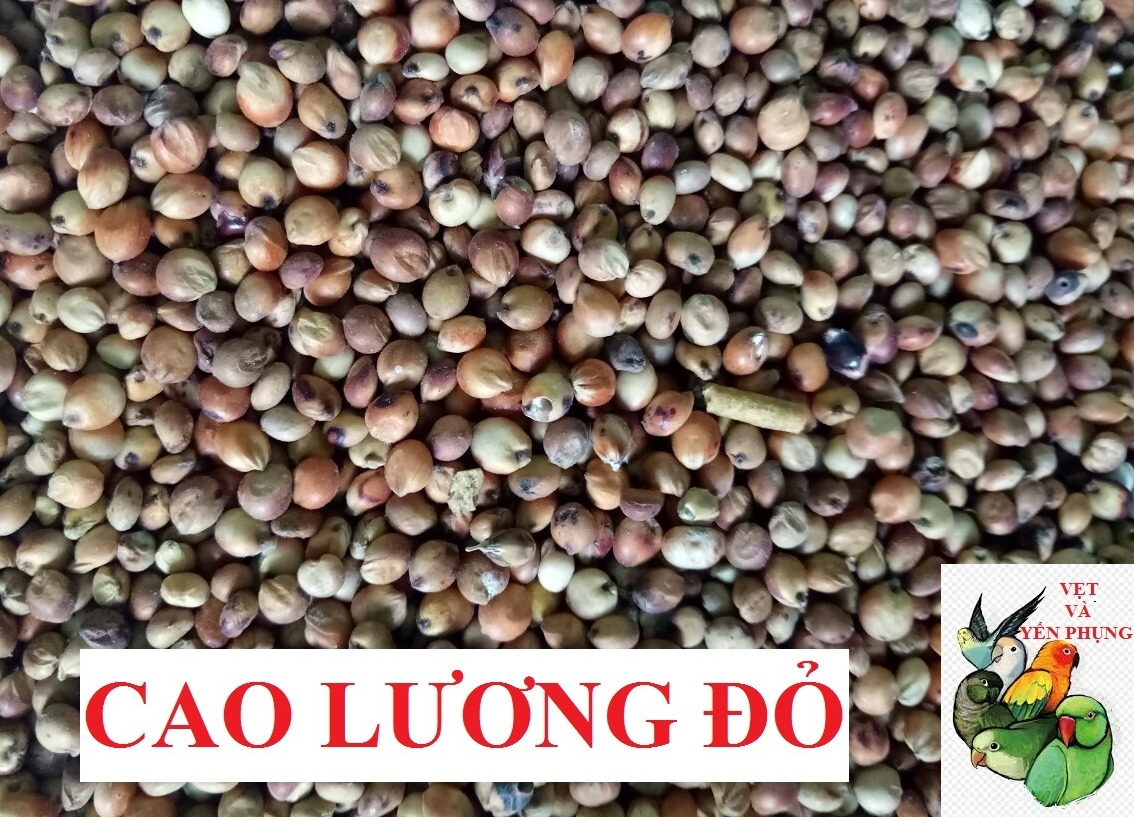 100G HẠT BO BO ĐỎ CHO CHIM,VẸT,HAMSTER VÀ THÚ CƯNG NHỎ.