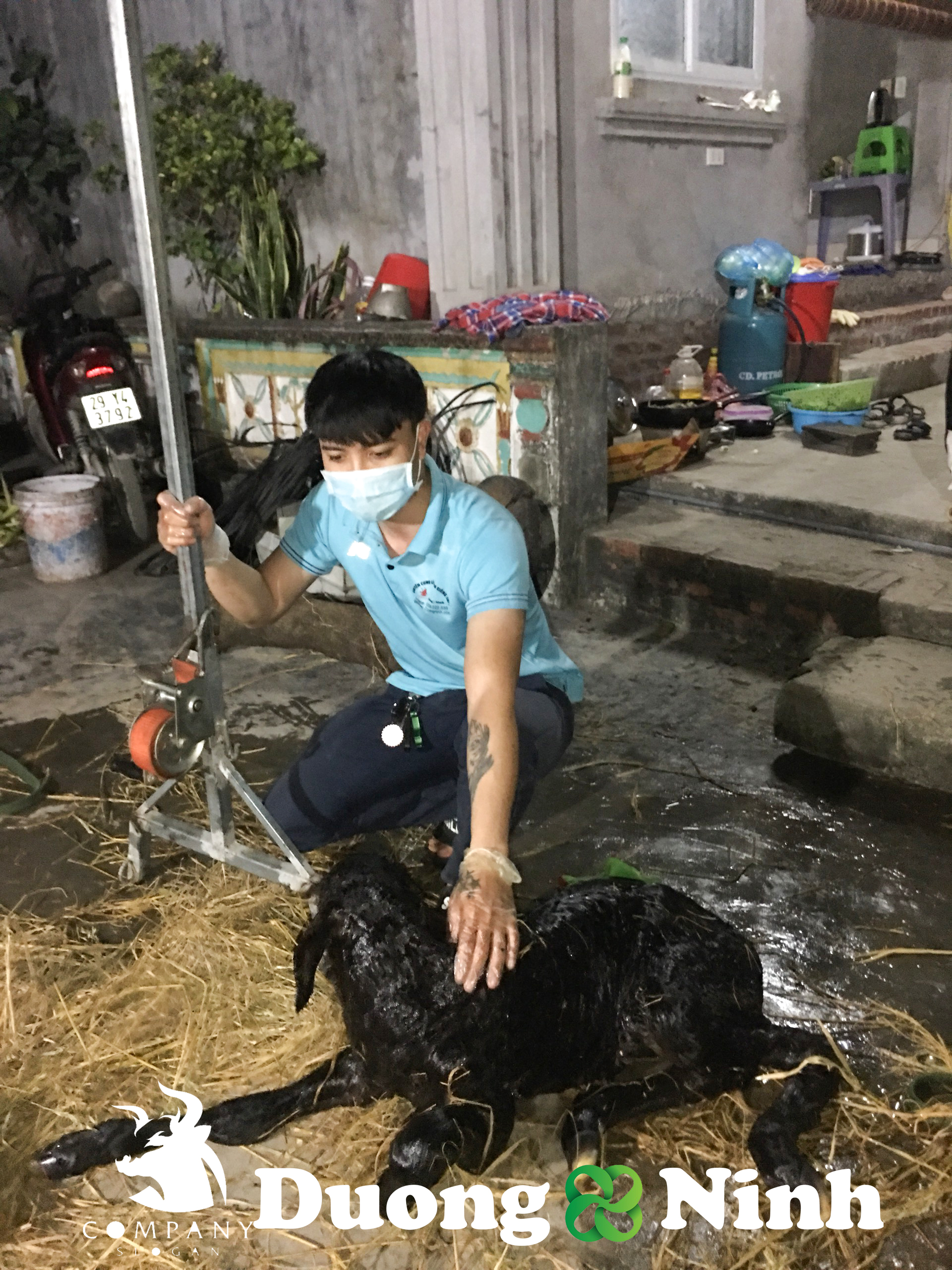 Gậy Đỡ Đẻ Bò - Hỗ trợ sinh sản