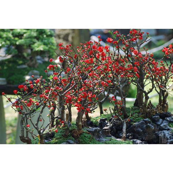 Hoa mai đỏ lùn bonsai Nhật Bản