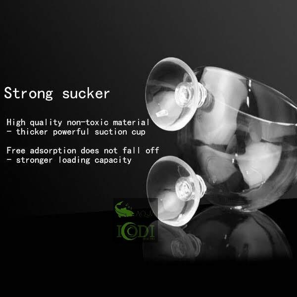Cốc trồng cây thủy tinh