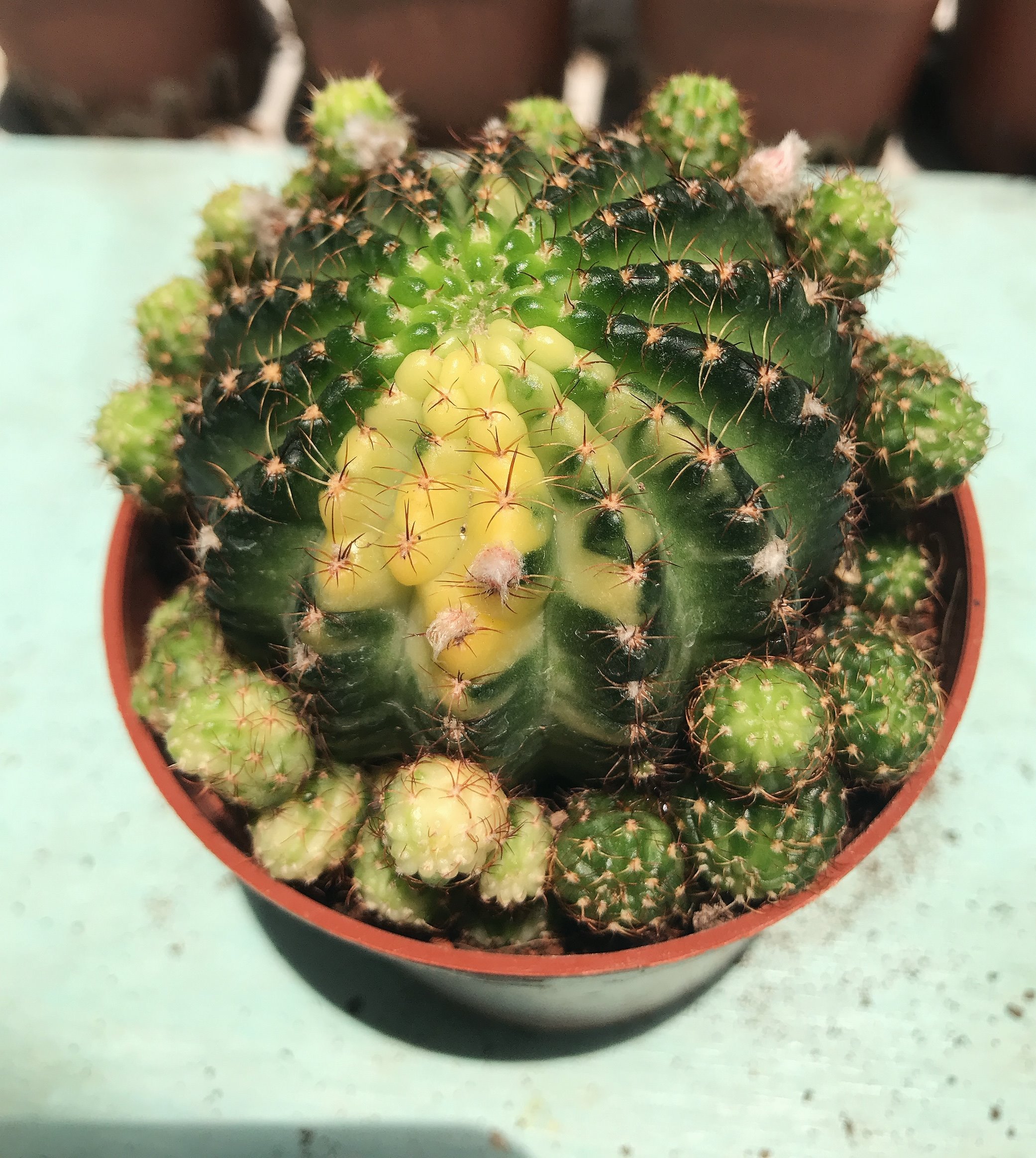Xương rồng lobi lem - hoa đỏ