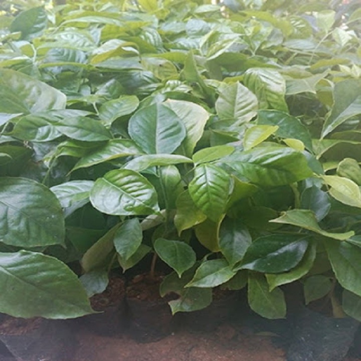 CÂY GIỐNG CÂY HÚNG VỊT ( CÂY CHANH CHÓ, CÂY THÁI GẤU ,CÂY HÚNG RỪNG ) - CAM KẾT GIỐNG CHUẨN F1