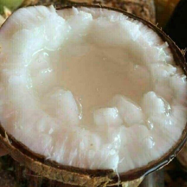 Cây giống dừa sáp