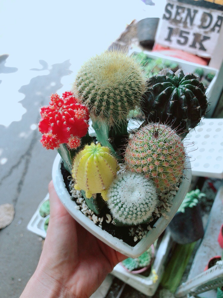 Chậu xương rồng mix đủ loại