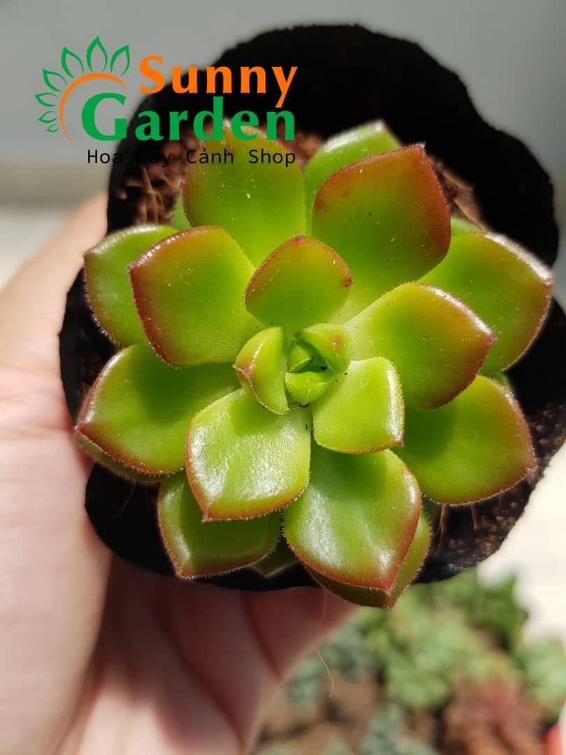 Sen Đá Cẩm Thạch Viền Lửa