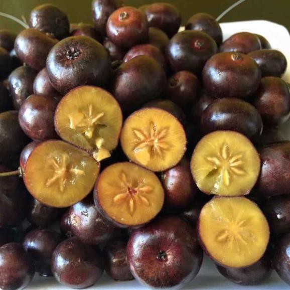 [FREESHIP - Xả Khô Máu] cây Hồng quân.... 6 tháng cây cho trái