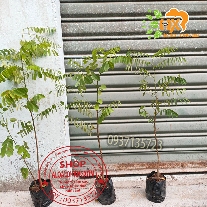 combo 5 cây cẩm lai cây giống