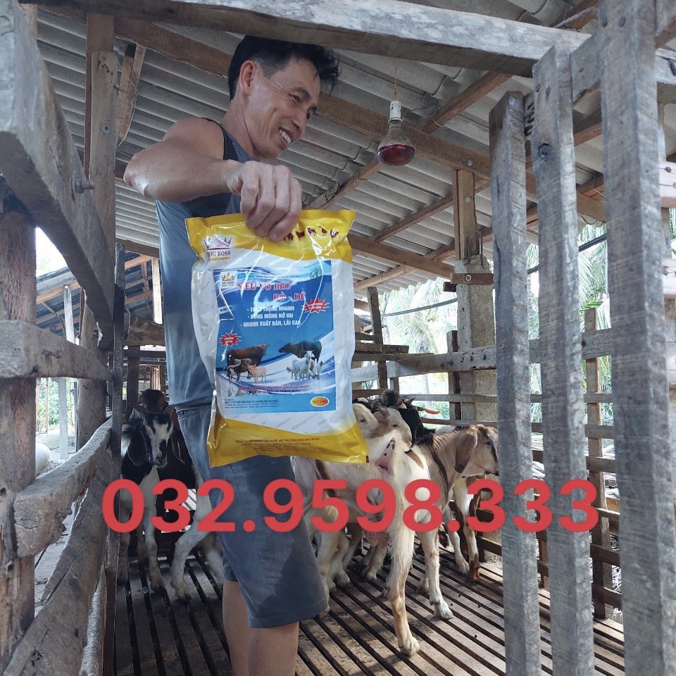 Siêu Vỗ Béo Bò Dê, Hàng Chuẩn Công Ty BigBoss