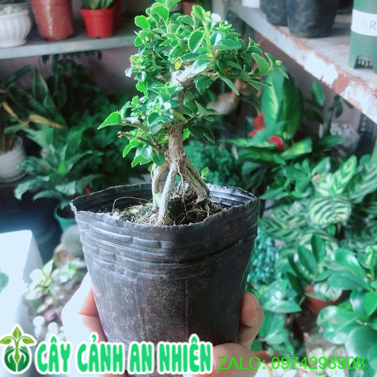 [HCM]Sam Hương Bonsai