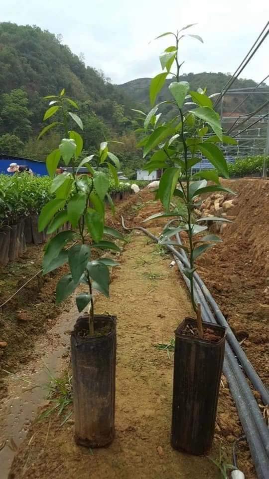 Cây quýt hồng Lai Vung (ghép siêu sớm)