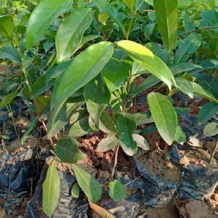 CÂY THỊ GIỐNG