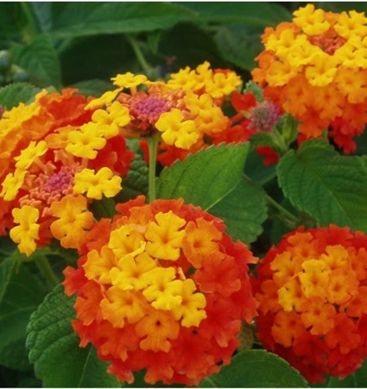 Hạt giống hoa Ngũ sắc