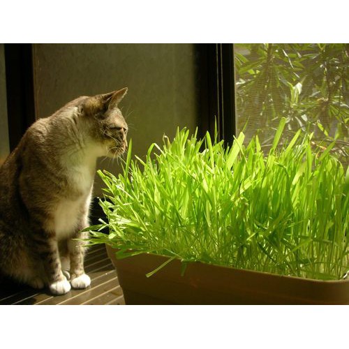 MA400 GÓI 100 Hạt Giống Cỏ Lúa Mì Đỏ Wheatgrass Cỏ Mèo