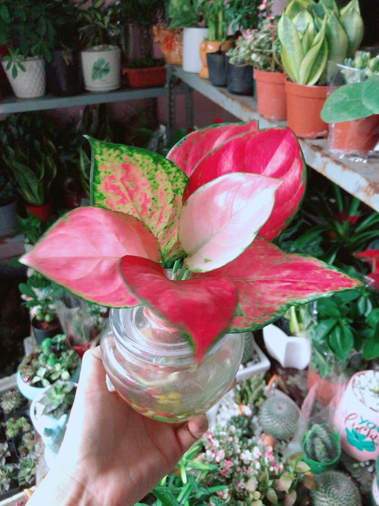 [HCM]Chậu Cây Vạn Lộc Thuỷ Sinh(kèm chậu thuỷ tinh)