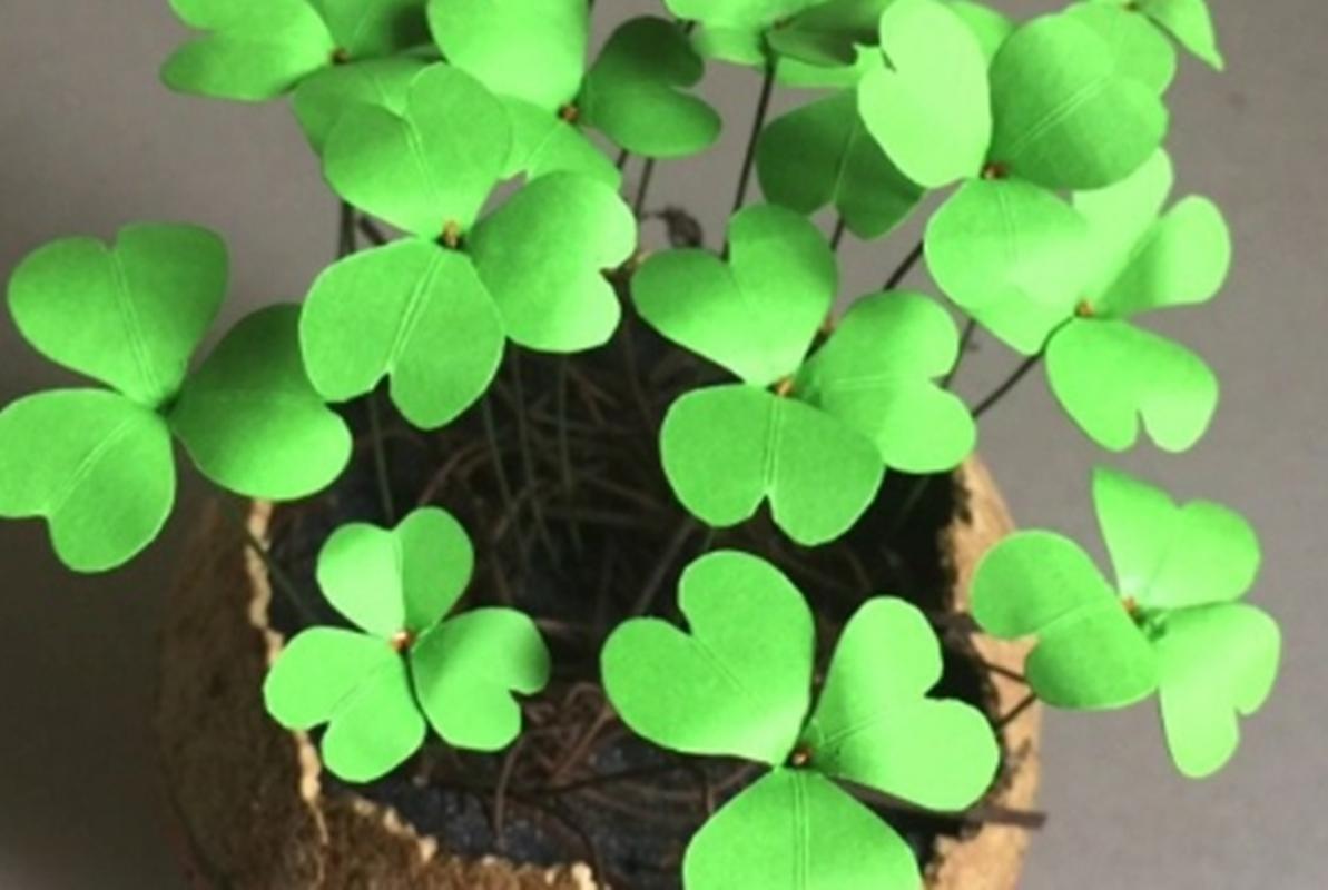 10 Hạt giống Cỏ ba lá