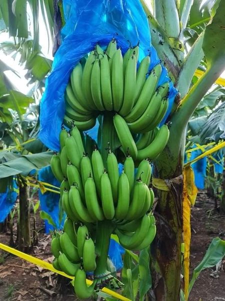 Cây giống chuối cấy mô Laba- 10 cây